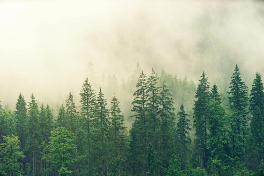 A misty forest.